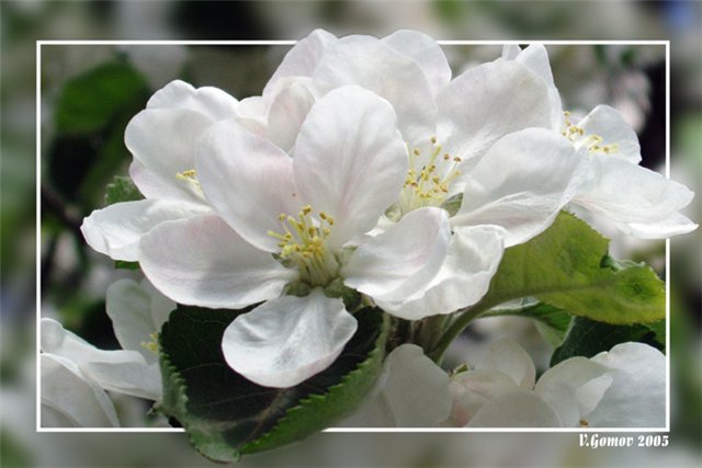 цвет яблони - оригинал