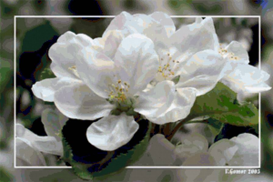 цвет яблони - предпросмотр