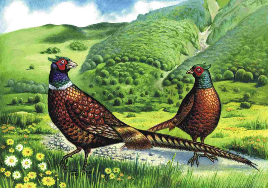 птицы - оригинал