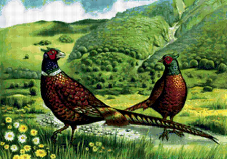 птицы - предпросмотр