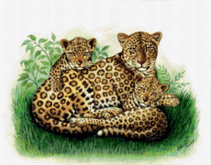 дикие животные - предпросмотр