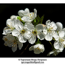 Схема вышивки «цветы»