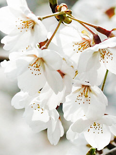 Весенний цветок - абрикос, цветок - оригинал