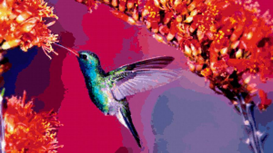 Коллибри - птичка, коллибри, птица - предпросмотр