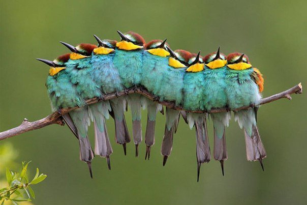 Птичка дружат - птицы - оригинал