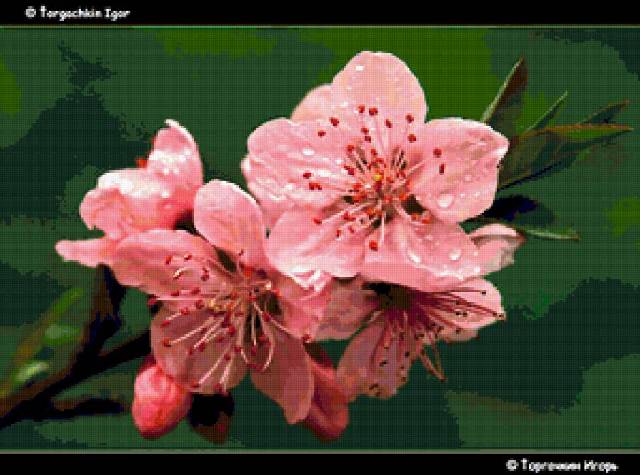 цвет персика - предпросмотр