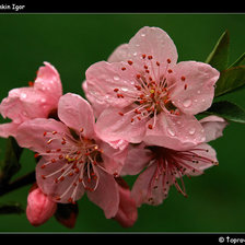 Схема вышивки «цвет персика»