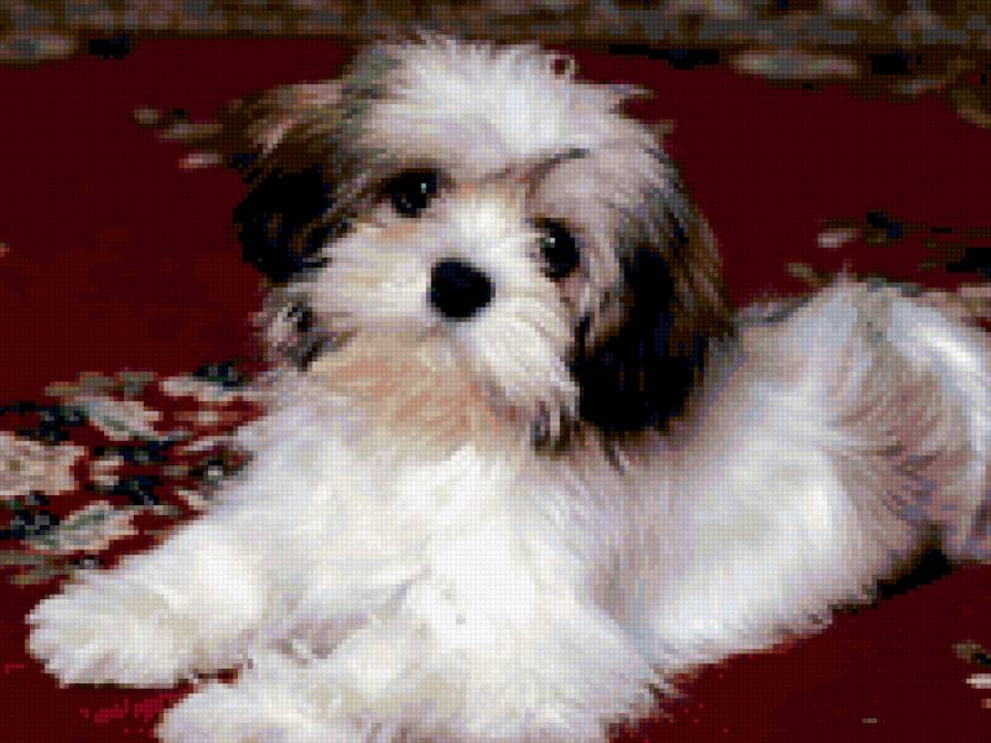 Просто чудо - предпросмотр