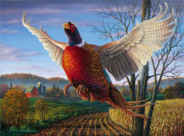 Фазан - оригинал