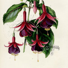 Схема вышивки «№332433»