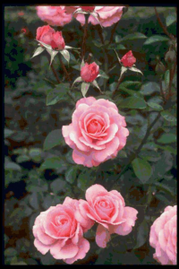 розы - цветник, розы, цветы - предпросмотр