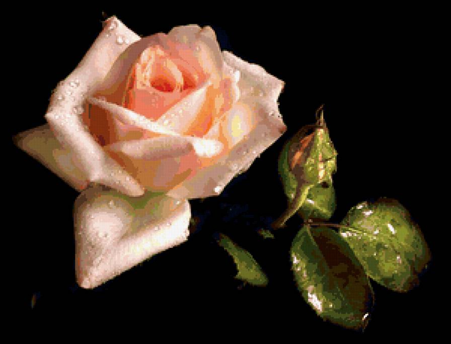 роза - розы, роза, капли, цветок, на черном, цветы - предпросмотр