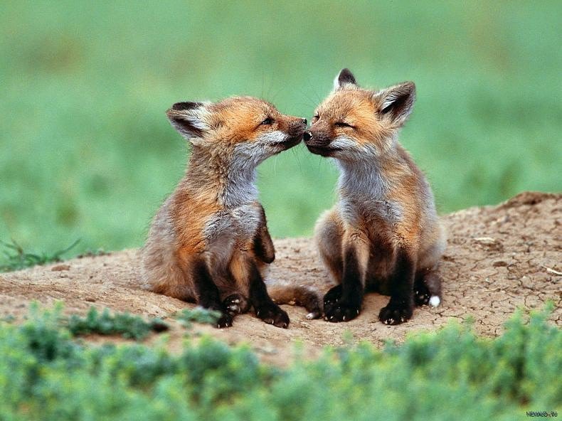 лисята - природа.животные.лисята - оригинал
