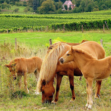 Схема вышивки «жеребята»