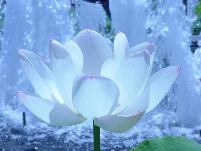 лилия - цветок, нимфея, лилия - оригинал