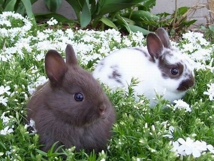 крольчата - природа.животные.крольчата - оригинал