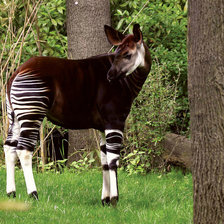 Схема вышивки «окапи»