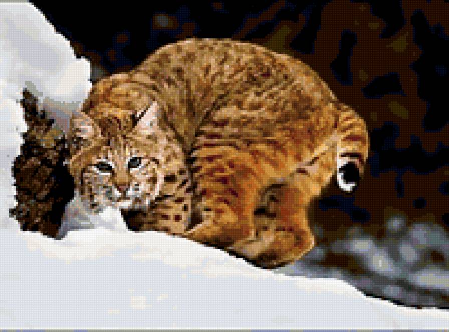 рысь - природа.животные.кошка.дикая кошка.рысь - предпросмотр