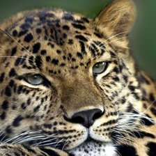 Схема вышивки «леопард»