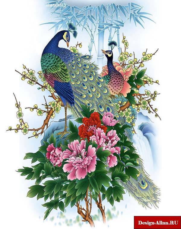 павлин - павлин - оригинал