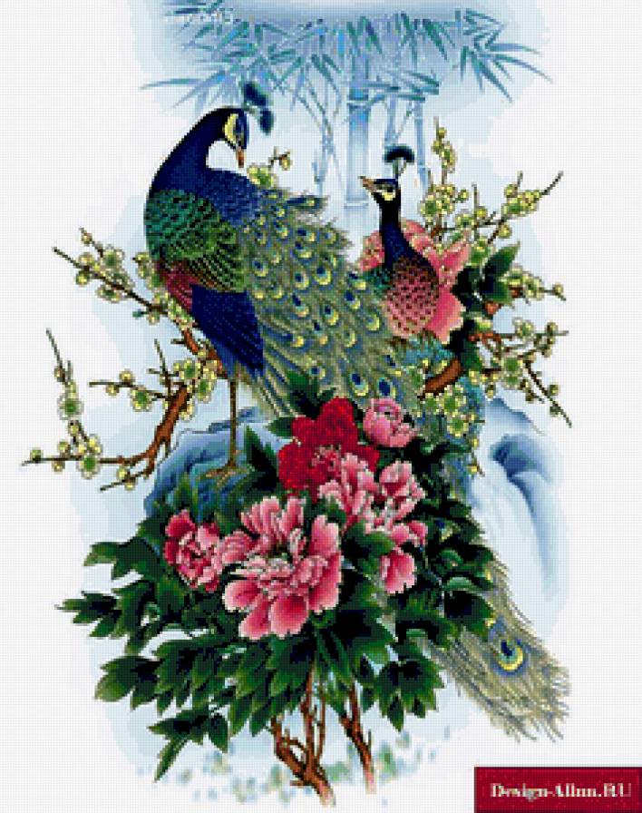 павлин - павлин - предпросмотр