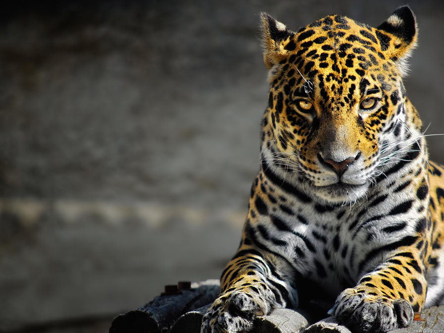 леопард 3 - оригинал