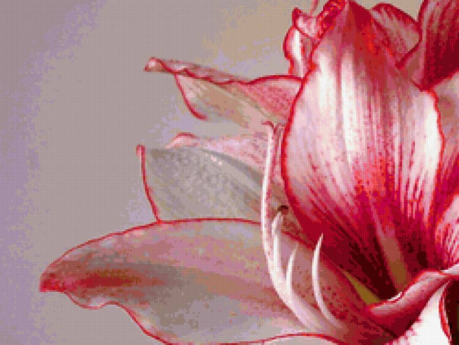 лилия - лепестки, цветок, макро, лилия - предпросмотр