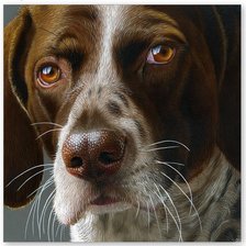 Схема вышивки «взгляд собаки»