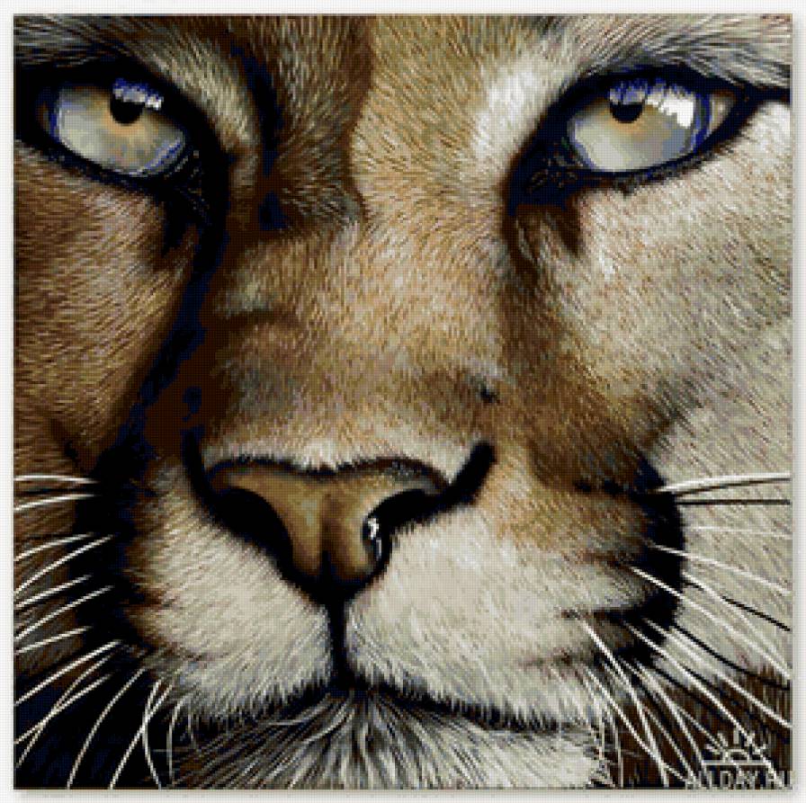взгляд льва - предпросмотр