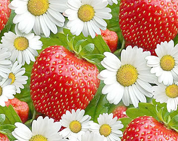 №333097 - оригинал