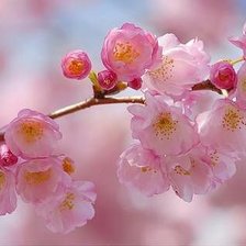 Схема вышивки «№333102»