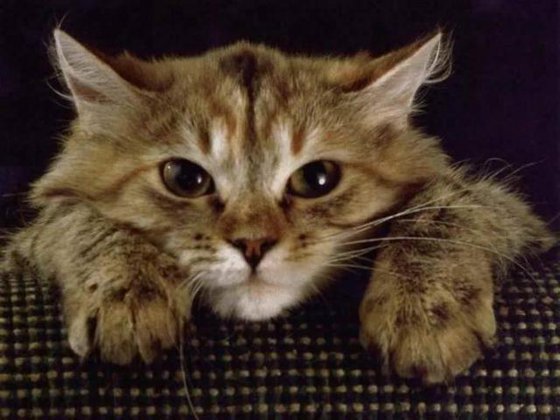 кошка - оригинал