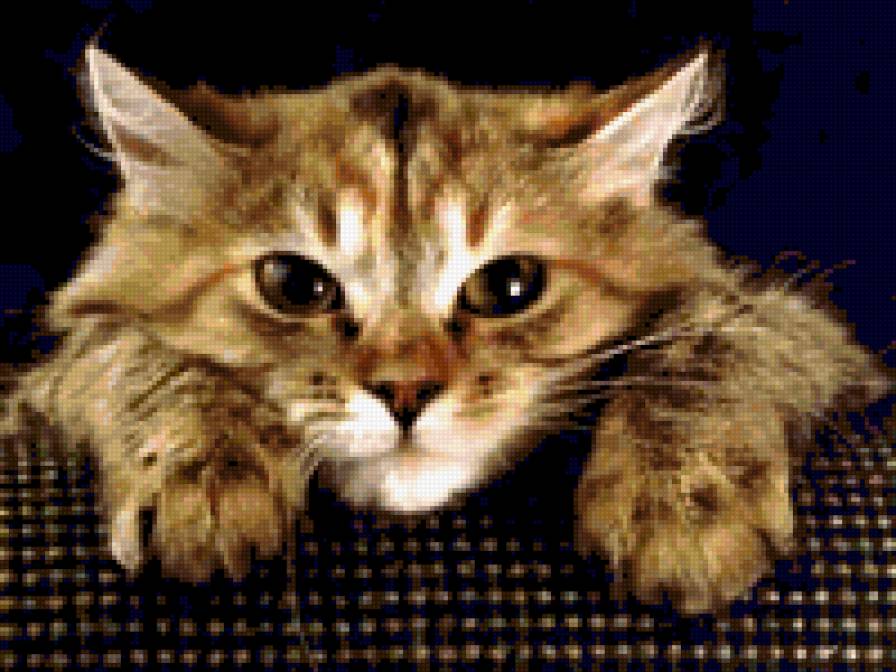 кошка - предпросмотр