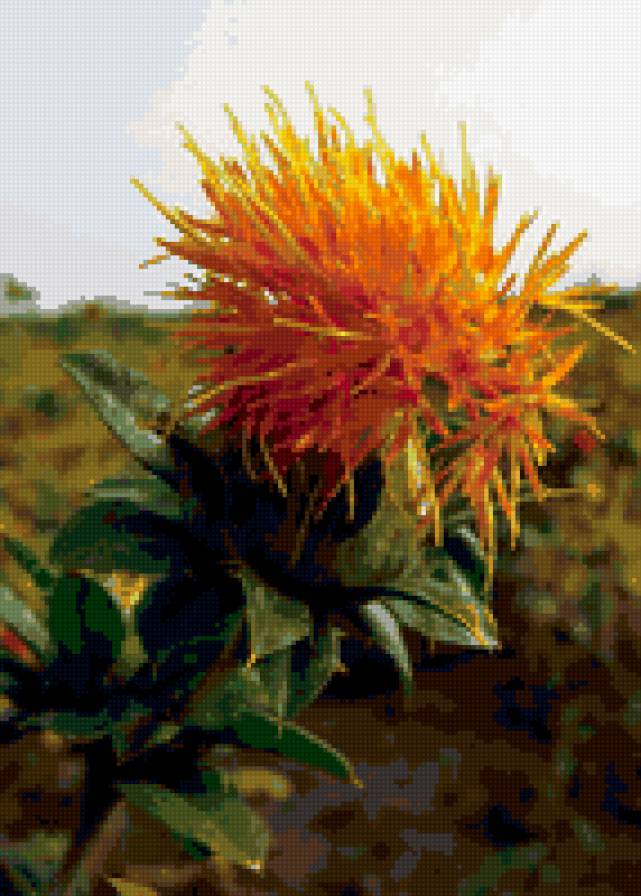 Сафлор - цветы - предпросмотр