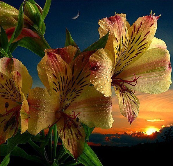 лилии - оригинал