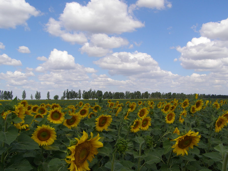 мои подсолнухи - оригинал