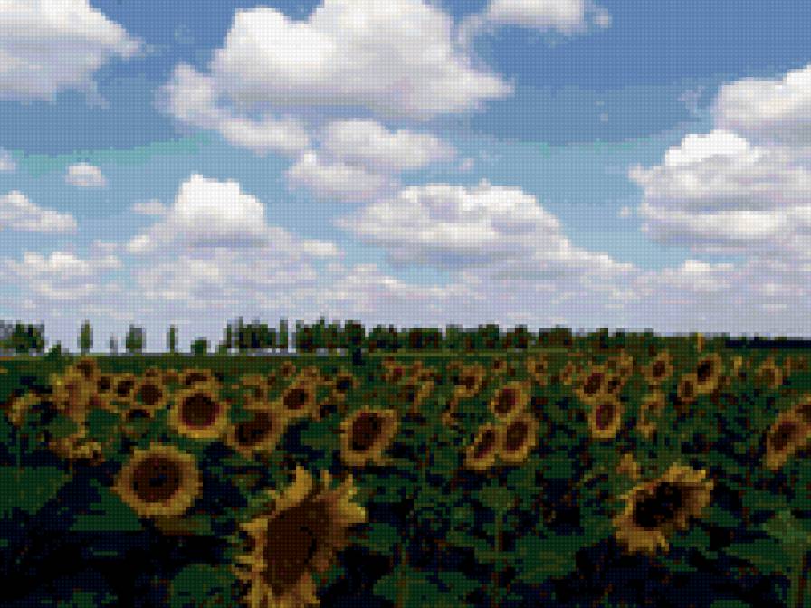 мои подсолнухи - предпросмотр