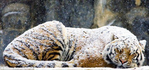 Тигр на снегу - снег, тигр - оригинал