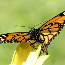 Схема вышивки «бабочка»