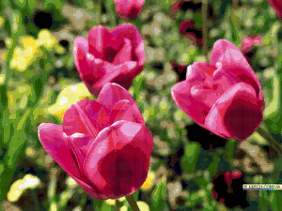 тюльпаны - цветник, цветы, тюльпанц - предпросмотр