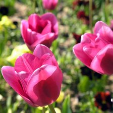 Схема вышивки «тюльпаны»