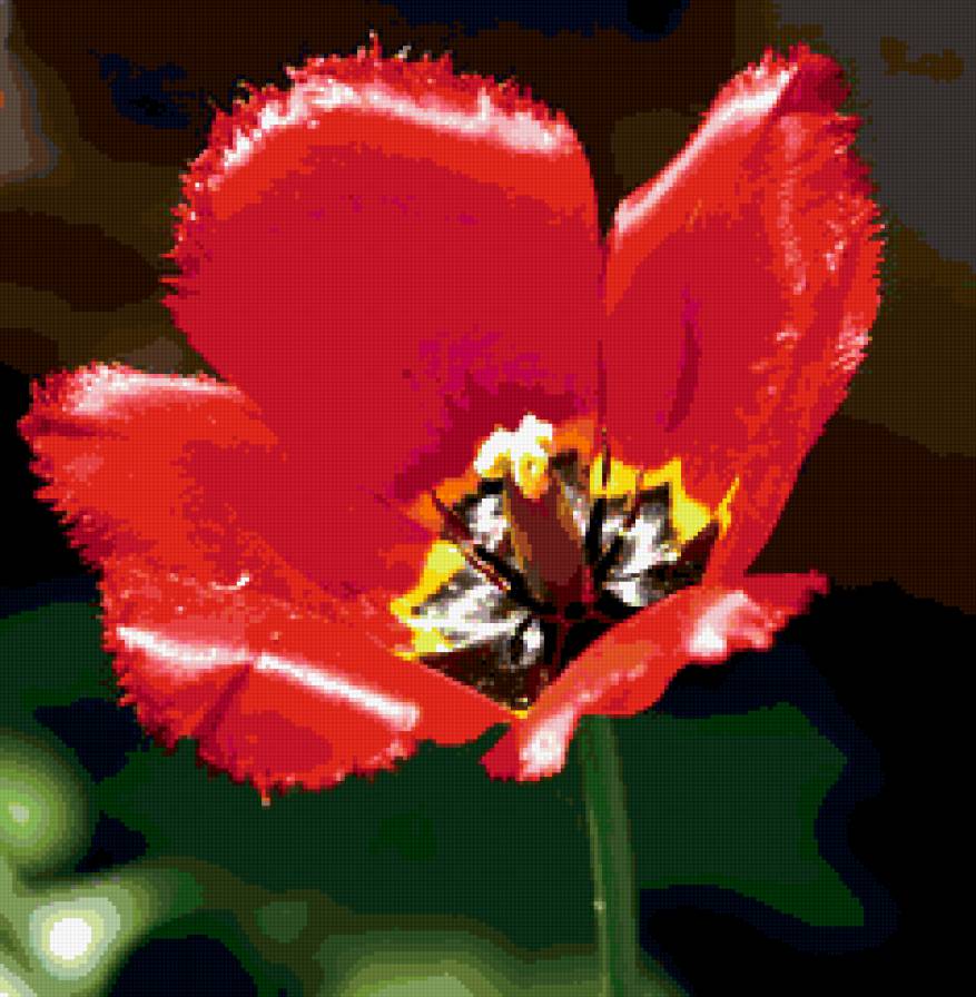 тюльпан - тюльпаны, цветы - предпросмотр