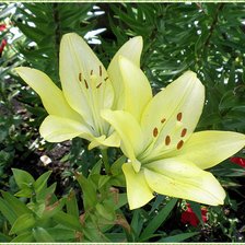 Схема вышивки «лилии»