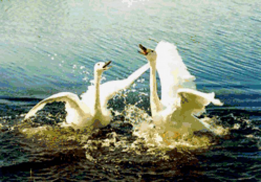 лебеди - птицы - предпросмотр