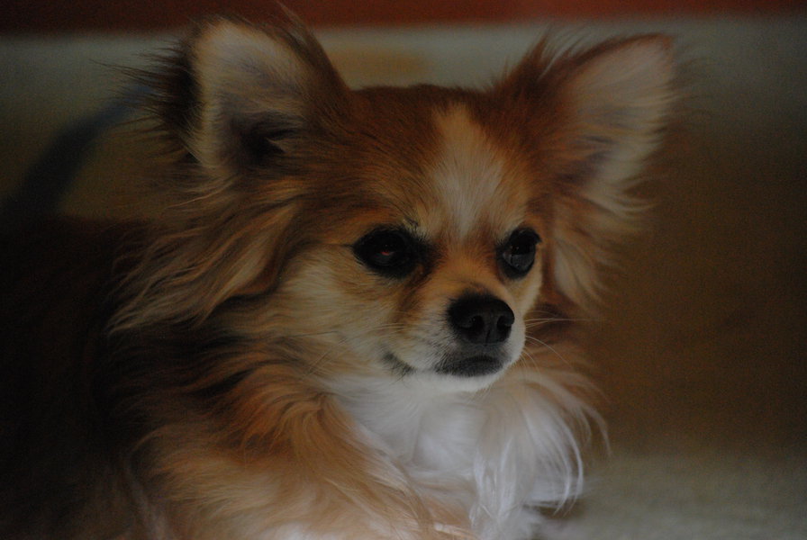 Чихуа-хуа - собака - оригинал