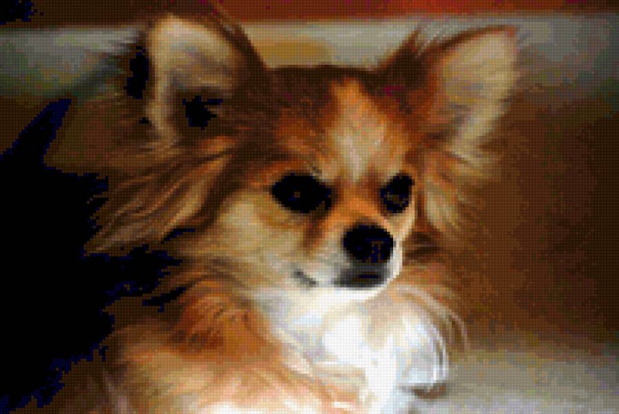 Чихуа-хуа - собака - предпросмотр