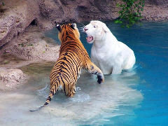 два тигра - вода, горы.тигры - оригинал