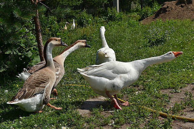 птицы - оригинал