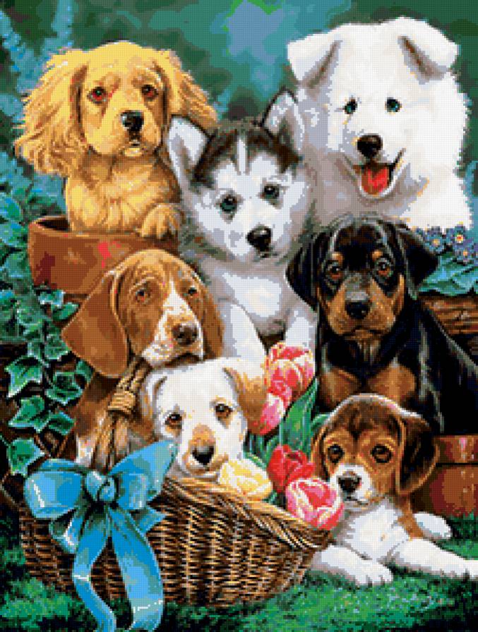 собачки - собаки, животное - предпросмотр