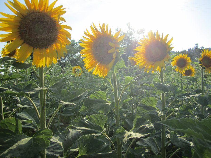 подсолнухи - подушка, цветы, панно - оригинал